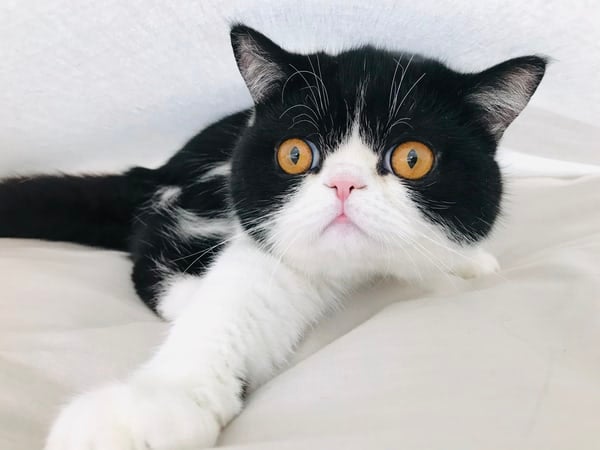 고양이] 고양이가 현관문이나 베란다에서 울어요 : 네이버 블로그