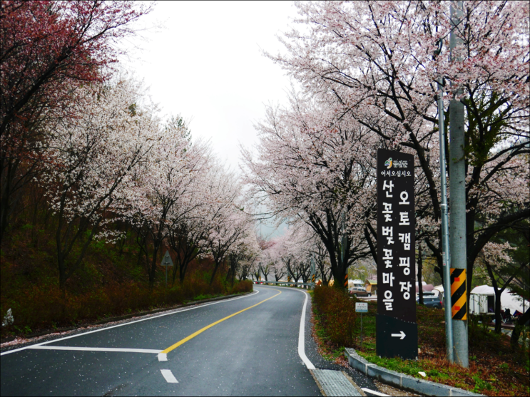  충남 봄여행 : 금산 산꽃벚꽃 오토캠핑장