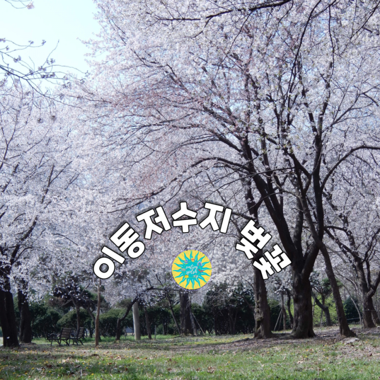 용인 벚꽃 드라이브 ㅡ이동저수지/<b>미리내성모성심수녀회</b>용인본원