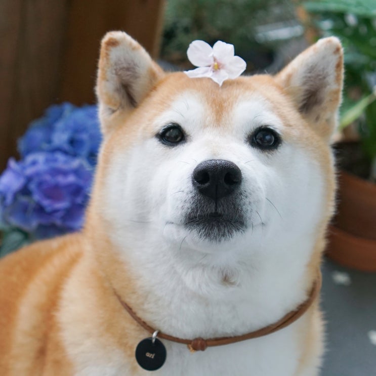  누렁누렁 시바견 아리도 벚꽃개