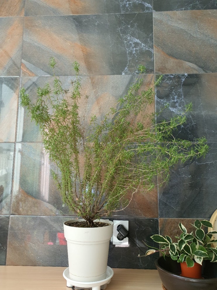 로즈마리 미용실, 웃자란 가지 가지치기! Pruning Rosemary