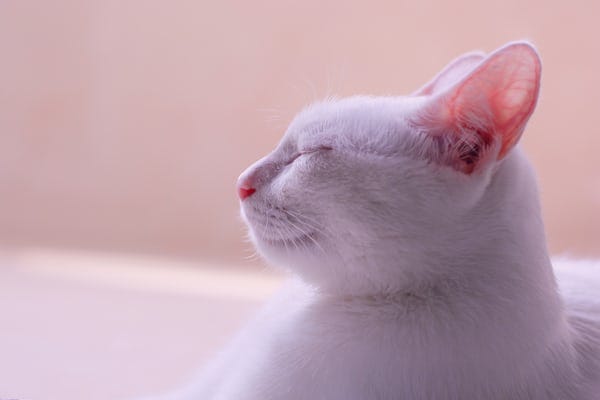 고양이] 고양이가 현관문이나 베란다에서 울어요 : 네이버 블로그