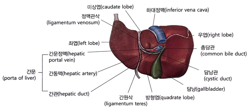[성인간호학 : 소화계] 소화계 구조와 기능 (구강/식도/위/소장/대장/간/담낭/췌장/이자) : 네이버 블로그