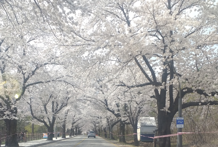  설악산 신흥사(神興寺)로 향하는 길에서 만난 벚꽃터널