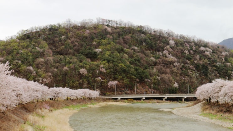 경북 문경 벚꽃구경 :: 진남교반 - 마성가는길