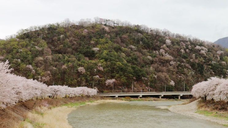 경북 문경 벚꽃구경 :: 진남교반 - 마성가는길 경북 문경 벚꽃구경 :: 진남교반 - 마성가는길