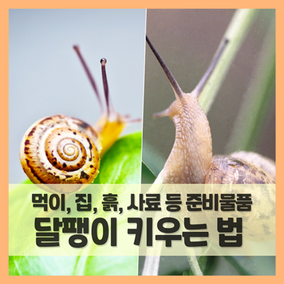 달팽이 키우는 법, 뭐부터 준비하지? (먹이, 집, 흙, 사료 등 키우기 필수템) : 네이버 블로그 달팽이 키우는 법, 뭐부터 준비하지? (먹이, 집, 흙, 사료 등 키우기 필수템) : 네이버 블로그