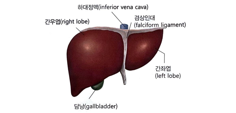 [성인간호학 : 소화계] 소화계 구조와 기능 (구강/식도/위/소장/대장/간/담낭/췌장/이자) : 네이버 블로그