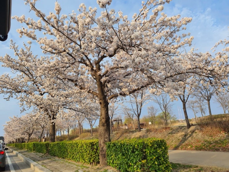  서울근교 강원도 동해쪽 노지차박지 캠핑 막힌 곳 모음과 캠핑지 경유 강릉 벚꽃길
