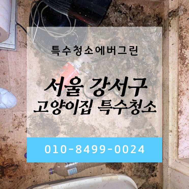 서울 강서구 특수청소 - 15평 다세대빌라 반려동물 특수청소