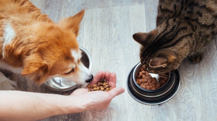 고양이 음식, 고양이에게 개 사료를 주면 안되는 이유