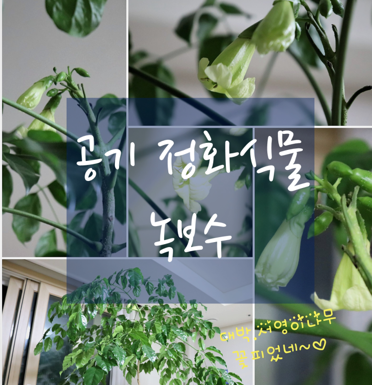  공기 정화식물, 녹보수를 소개합니다.(녹보수 꽃이  피었어요)
