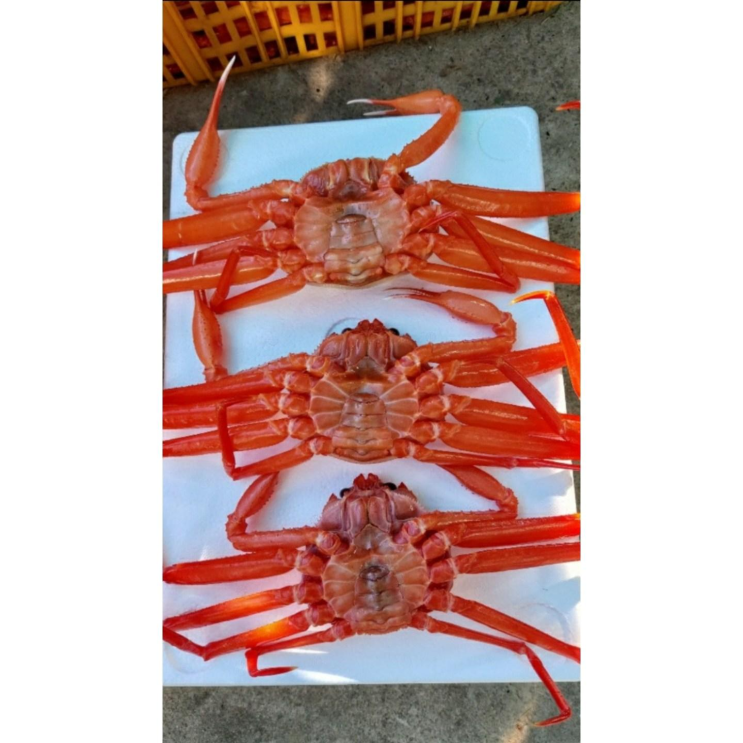 선택고민 해결 당일발송 구룡포 연지홍게 자숙 수율보장/200개 특가행사/당일발송 홍게 /살았는활게 쪄서 살려서도 보내드려요, 소중믹스10마리 좋아요 선택고민 해결 당일발송 구룡포 연지홍게 자숙 수율보장/200개 특가행사/당일발송 홍게 /살았는활게 쪄서 살려서도 보내드려요, 소중믹스10마리 좋아요