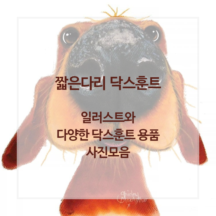  짧은다리 닥스훈트:일러스트와 다양한 닥스훈트용품 사진 모음