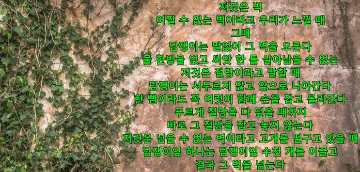 담쟁이_도종환
