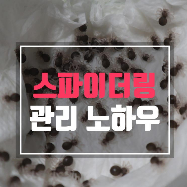  정말 간단한 스파이더링 관리하기