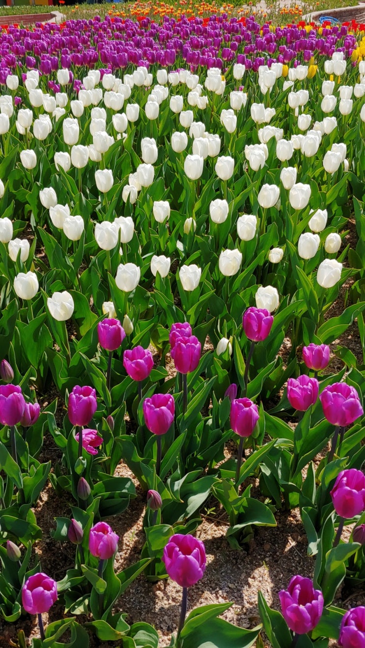 일산호수공원 벚꽃 날리고 튤립이 피었어요 꽃구경 4월 9일 촬영