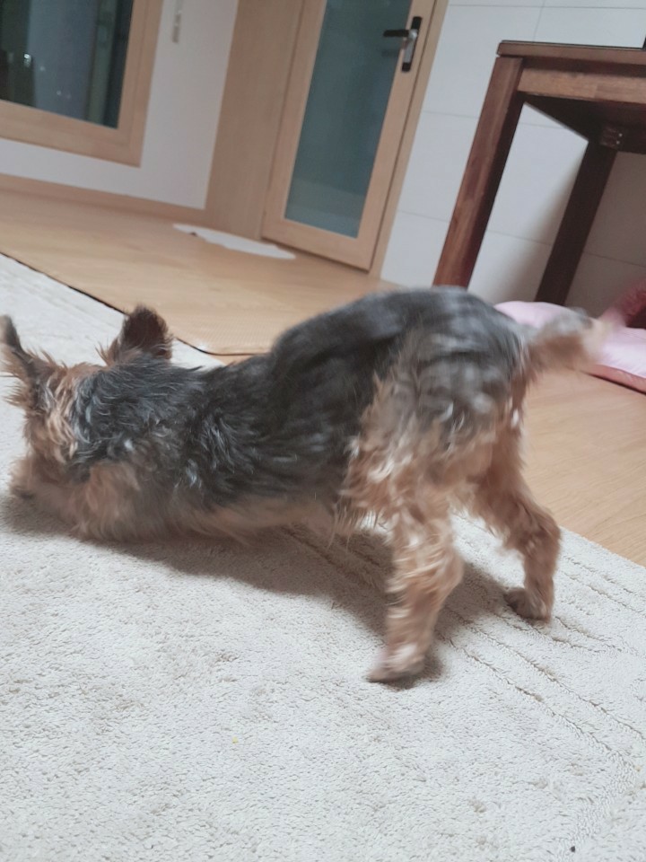  웃긴 멍멍이