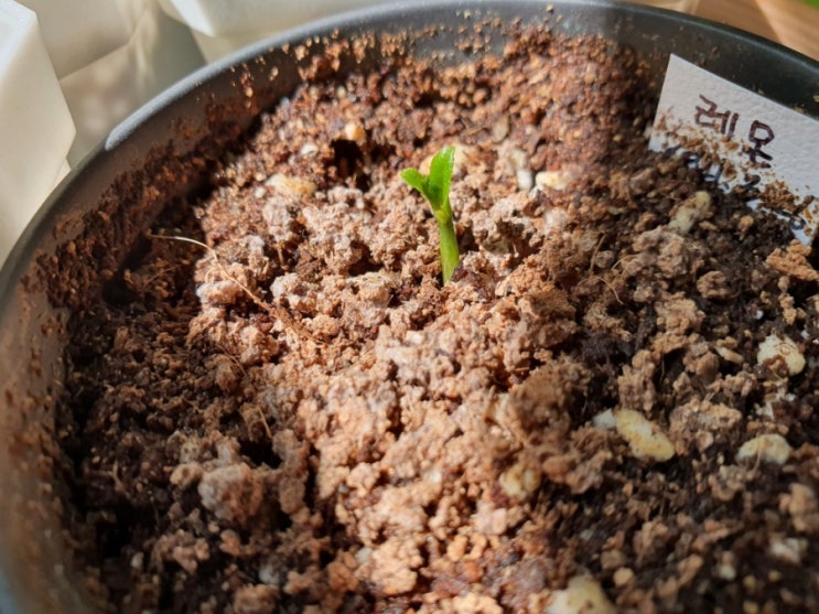  마트표 레몬 씨앗 심기 How to Grow Lemon tree from seed (feat. 씨앗발아)