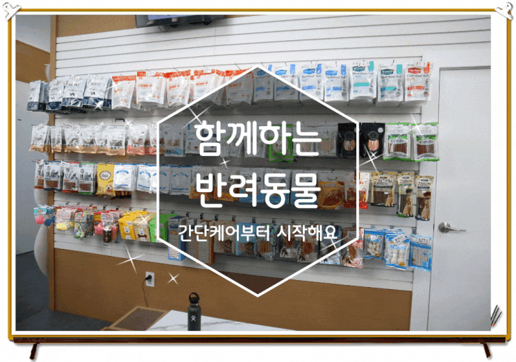케어가 꼼꼼한 공릉동 동물병원 골드퍼피