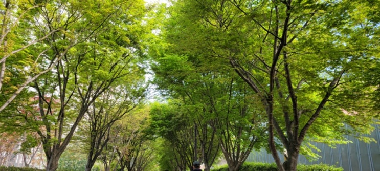  광주광역시 동구푸른길공원 산책하기 좋은 공원