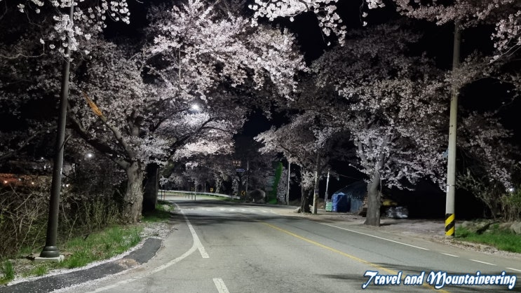  야심한 밤에도 사람을 반기는 속초 중도문 벚꽃길