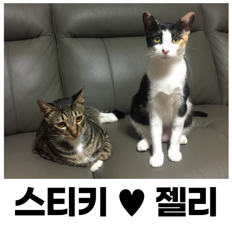  우리집 고양이를 소개합니다.