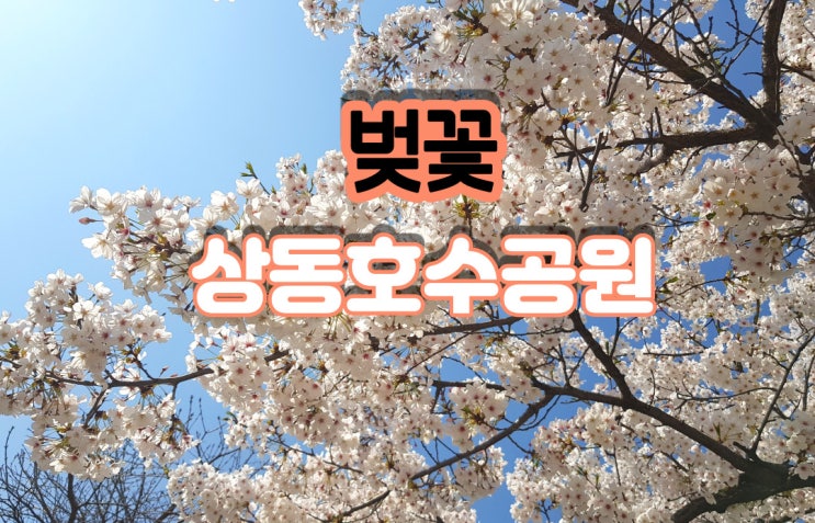  상동호수공원 벚꽃 4월초 풍경과 벚꽃 꽃말