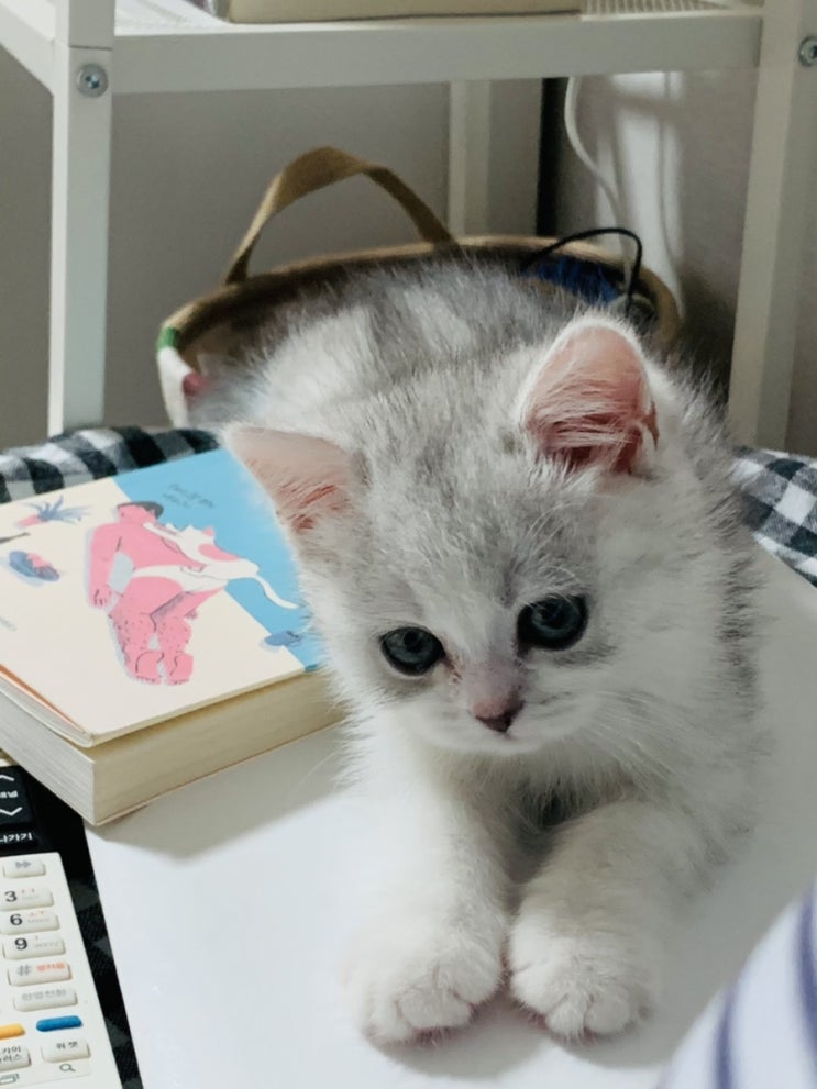  우리밤이 쪼꼬미시절 I (브리티쉬 숏헤어 3개월 )