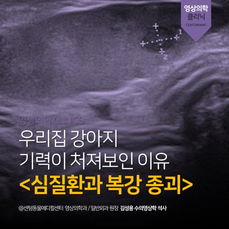 [영상전문동물병원] 13세 노령견 기력저하, 구토 &lt;심질환과 복강 종괴&gt; (강아지 치료의 시작은 정확한 진단! 부산 수영 센텀동물메디컬센터)