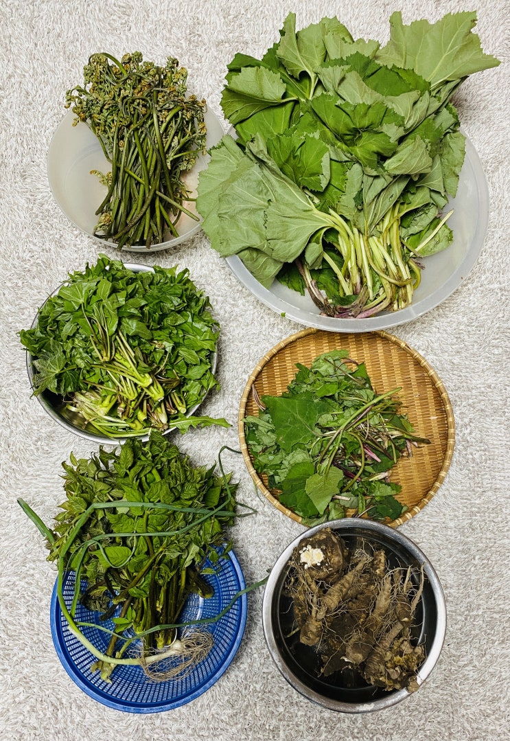  야생나물 이야기