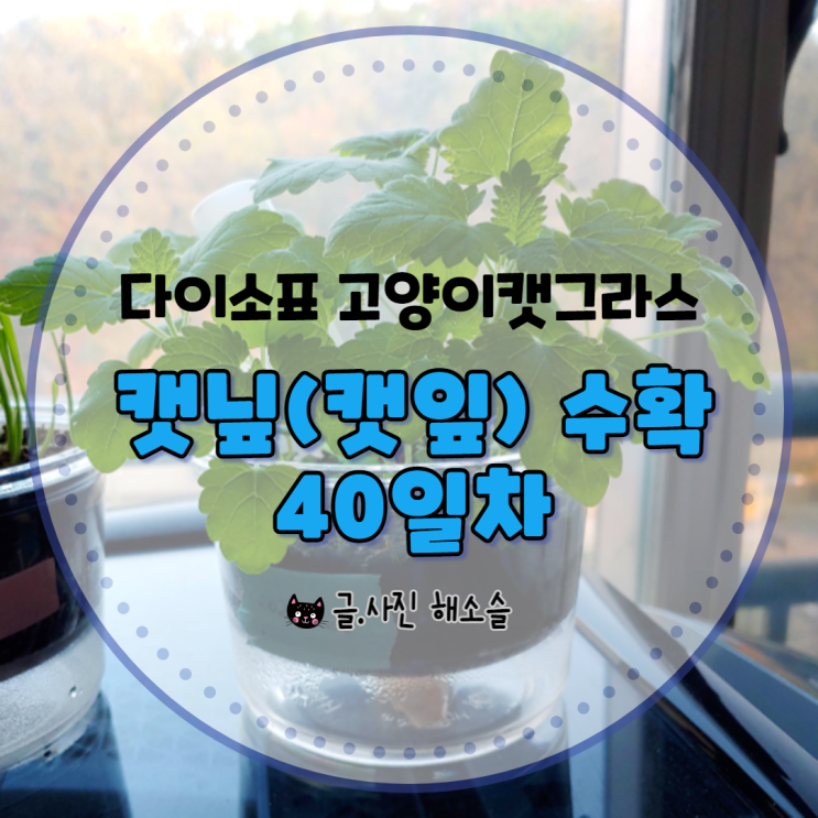 다이소표 고양이 캣그라스 캣잎(캣닢), 드디어 수확했어요(파종 40일차) 다이소표 고양이 캣그라스 캣잎(캣닢), 드디어 수확했어요(파종 40일차)