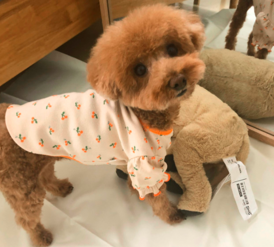  강아지 티셔츠 실내복