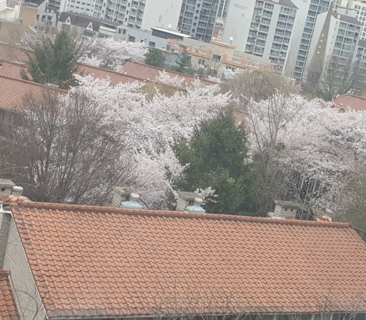  서울 도심 숨겨진 벚꽃마을 아름다운 전경