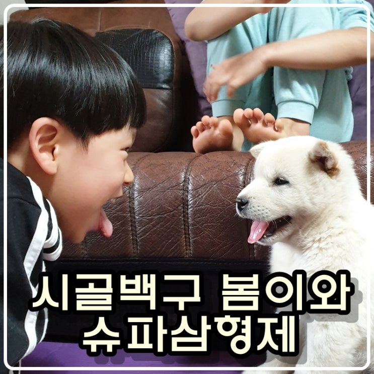  [육아기록] 슈파삼형제와 시골 댕댕이 봄이의 첫만남