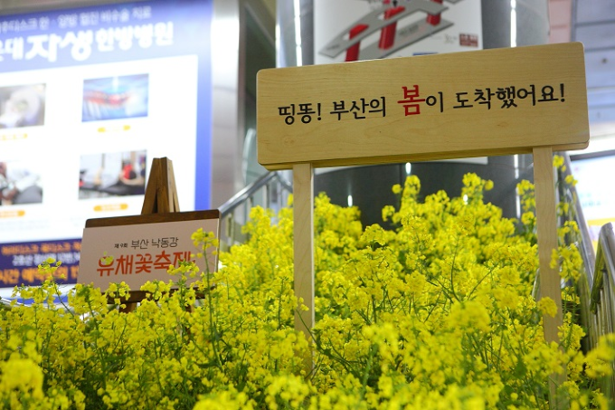  "유채꽃 배달합니다" 낙동강유채꽃축제 진행중!