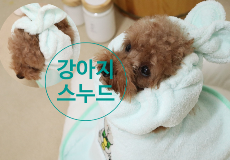  강아지 헤어밴드 #스누드 출시