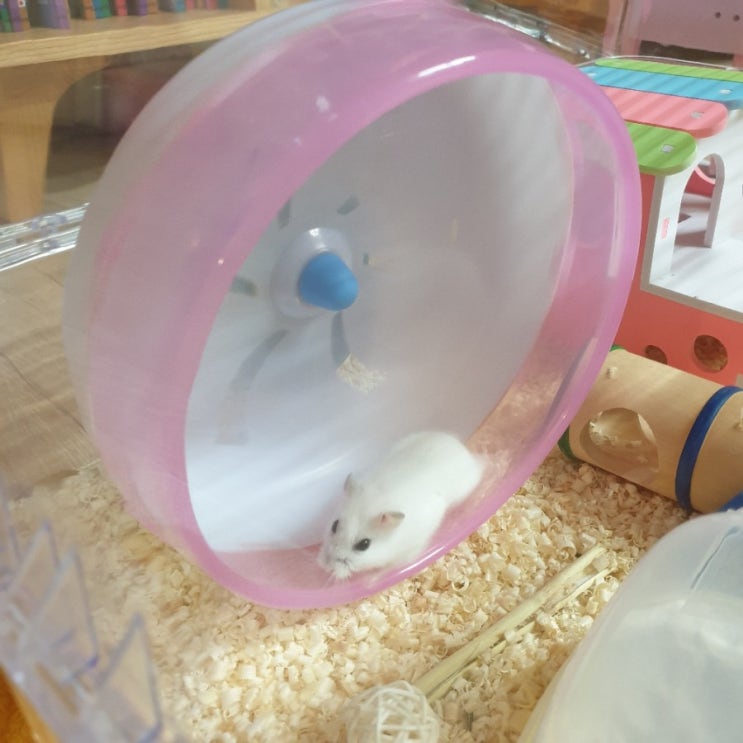  크리미