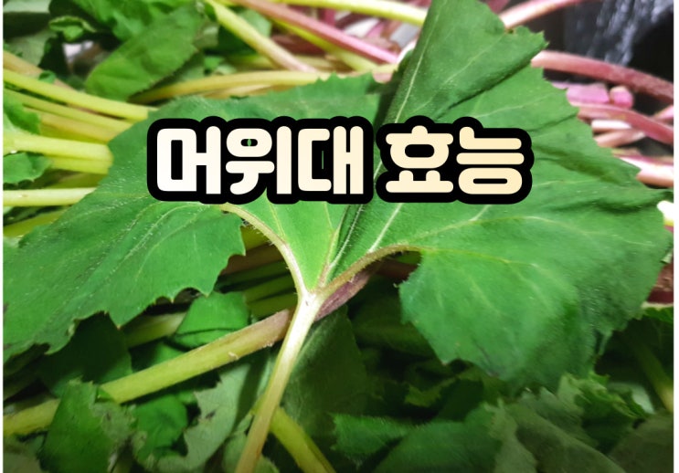  머위대효능 and 알토란에서 나온 머위대볶음 비법!