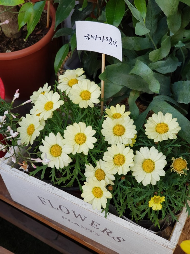 꽃집의 아가씨는 예뻐요! 꽃집의 아가씨는 예뻐요!