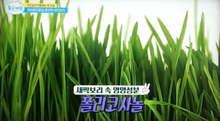  혈관,  혈당, 체중 감소에 좋은 새싹보리 효능 (ft. 하루 섭취량,  부작용, 분말 고르는 법 선택 기준 먹는 법)