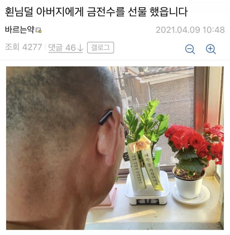 아버지에게 화분을 선물한 디씨인