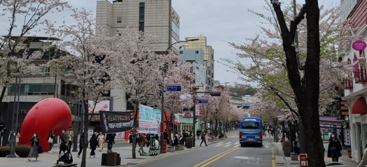 벚꽃 개화 100년 만에 가장 빨랐지만