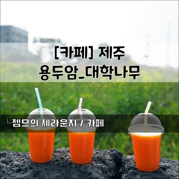 <제주 용두암 카페> [제주 용담 / 대학나무] 한라봉 주스가 맛있는 용담카페추천