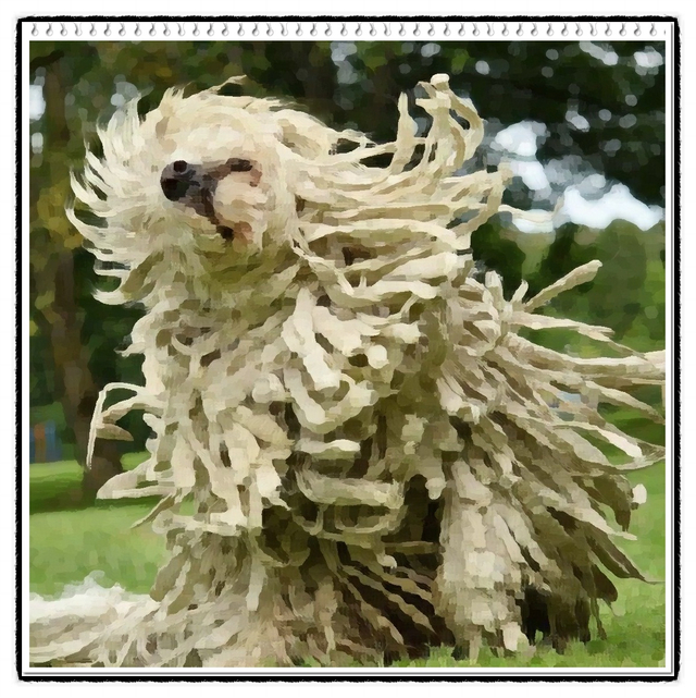  코몬도르(komondor)분양가격 및 품종에 대해