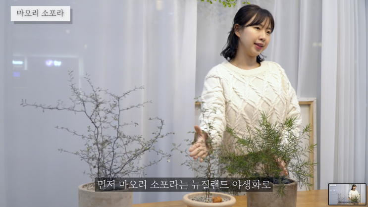 마오리소포라와 함께 뉴질랜드에서 온 공기정화식물 5가지