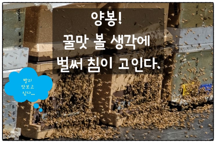  양봉! 꿀맛 볼 생각에 벌써 침이 고인다.