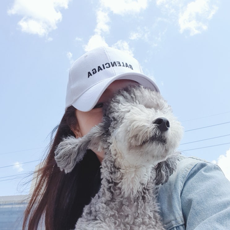 반려견 / 실버푸들 / 킹콩 / 마이러브