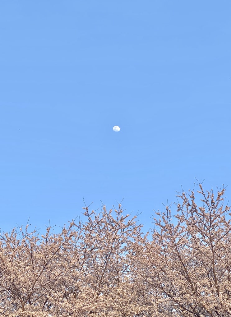  210325: Hilac (벚꽃 산책)