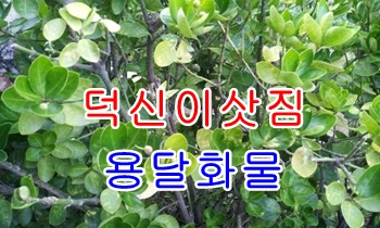 덕신용달 진하 덕하 운송.